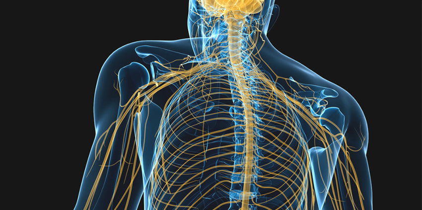 Formation neurodynamique des membres inférieurs